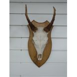A deer skull and antlers on a shield mount, approximately 40cm.