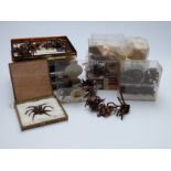 A very large collection of dried taxidermy spiders, mostly Tarantulas.