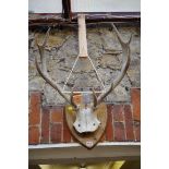 Taxidermy: a pair of ten point deer antlers, with partial skull mount, on oak shield.