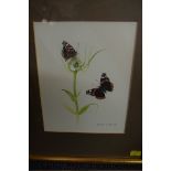 Matthew Hillier, Red Admiral butterflies and teasel, signed and dated 1980, watercolour, 23.5 x 18.