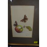 Matthew Hillier, comma butterflies and apple, signed and dated 1979, watercolour, 20.5 x 14cm.