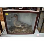 Taxidermy: a wigeon, stamped 'Artlett, ...