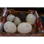 Seven various birds eggs, to include ostrich examples.