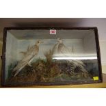 Taxidermy: a pair of turtle doves, in a glass fronted case, 49 cm wide.