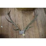 Taxidermy: a pair of eleven point deer antlers, on partial skull mount.