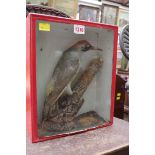 Taxidermy: a green woodpecker, in a glass fronted case; together with a similar kingfisher.