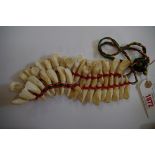 Taxidermy: a semi-adult bovine tooth necklace, of thirty seven teeth.