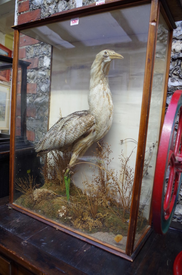 Taxidermy: a bittern, in a glazed case, 74cm high x 58cm wide.