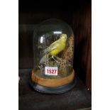 Taxidermy: a yellow canary, under a glass dome, 18.5cm high