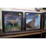 Taxidermy: a Sandpiper and a female Moorhen, each in a glazed case, largest 29.5cm high.