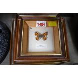 Taxidermy: four framed butterfly displays.