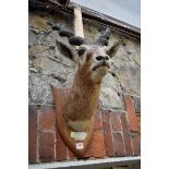 Taxidermy: a pair of Antelope heads, probably Blackbuck, each on an oak shield mount, each bearing