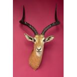 Taxidermy: A mounted impala head, 90cm. Provenance: The Cobb Collection. See lot 71 for footnote