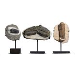 Fossils: A group trilobites including Drotops, Crotacephalina and Morocconites, Morocco, Devonian,