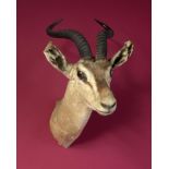 Taxidermy: A mounted Soemmerring’s gazelle head, 55cm. Provenance: The Cobb Collection. See lot 71