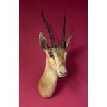 Taxidermy: A mounted Grant’s gazelle head with Rowland Ward label, 65cm. Provenance: The Cobb