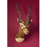 Taxidermy: A mounted blackbuck head, 68cm. Provenance: The Cobb Collection. See lot 71 for footnote