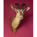 Taxidermy: A mounted Soemmerring’s gazelle head on wooden shield with Spicer label, 64cm.