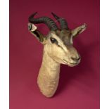 Taxidermy: A mounted Soemmerring’s Gazelle head, 49cm. Provenance: The Cobb Collection. See lot 71