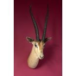 Taxidermy: A mounted Grant’s gazelle head with Rowland Ward label, 91cm. Provenance: The Cobb
