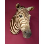 Taxidermy: A mounted zebra head with Rowland Ward label, 56cm. Provenance: The Cobb Collection.