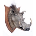 Taxidermy: P Spicer: A warthog on shield, 58cm high. Provenance: The Cobb Collection. See lot 71 for