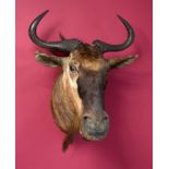 Taxidermy: A mounted wildebeest head with Rowland Ward label, 73cm. Provenance: The Cobb Collection.