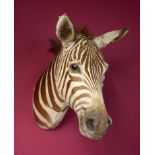 Taxidermy: A mounted zebra head, 80cm. Provenance: The Cobb Collection. See lot 71 for footnote