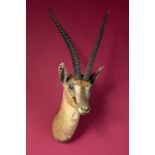 Taxidermy: A mounted Grant’s gazelle head with Rowland Ward label, 70cm. Provenance: The Cobb