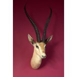 Taxidermy: A mounted Grant’s gazelle head with Rowland Ward label, 86cm. Provenance: The Cobb