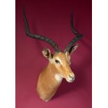 Taxidermy: A mounted impala head, 90cm. Provenance: The Cobb Collection. See lot 71 for footnote