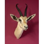 Taxidermy: A mounted Sommering’s gazelle head, 46cm. Provenance: The Cobb Collection. See lot 71 for