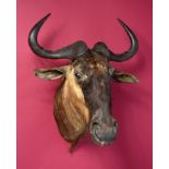 Taxidermy: A mounted wildebeest head with Rowland Ward label, 63cm. Provenance: The Cobb Collection.