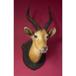 Taxidermy: A mounted Uganda kob head on wooden shield, 71cm. Provenance: The Cobb Collection. See