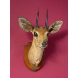 Taxidermy: A mounted steinbok head on wooden shield with Gerrard label, 40cm. Provenance: The Cobb