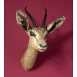 Taxidermy: A mounted Dorcus gazelle (female) head, 37cm. Provenance: The Cobb Collection. See lot 71