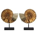 Fossils: A pair of Cleoniceras Hoplitidae ammonite halves, Madagascar, Cretaceous, on bronze