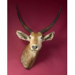 Taxidermy: A mounted waterbuck head, 108cm. Provenance: The Cobb Collection. See lot 71 for