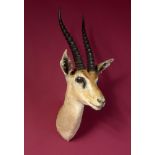 Taxidermy: A mounted Thomson’s gazelle head, 58cm. Provenance: The Cobb Collection. See lot 71 for