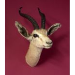 Taxidermy: A mounted Dorcus gazelle head, 41cm. Provenance: The Cobb Collection. See lot 71 for