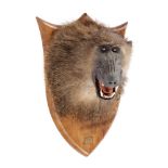 Taxidermy: A mounted baboon’s head on wooden shield, 58cm high. Provenance: The Cobb Collection. See