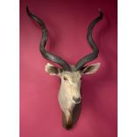 Taxidermy: A mounted kudu head on wooden shield, 144cm. Provenance: The Cobb Collection. See lot