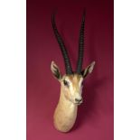 Taxidermy: A mounted Grant’s gazelle head with Rowland Ward label, 91cm. Provenance: The Cobb