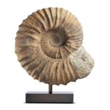 Fossils: A pair of Kutatissites ammonites, Morocco, Cretaceous, on bronze stands, 51cm high