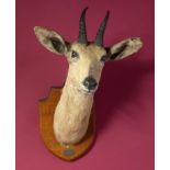 Taxidermy: A mounted mountain reed buck head on wooden shield with Gerrard label, 56cm.