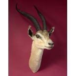 Taxidermy: A mounted Grant’s gazelle head, 81cm. Provenance: The Cobb Collection. See lot 71 for