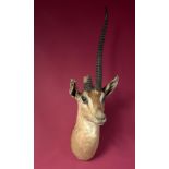 Taxidermy: A mounted Grant’s gazelle head with Rowland Ward label, 98cm. Provenance: The Cobb