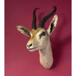 Taxidermy: A mounted springbok head, 48cm. Provenance: The Cobb Collection. See lot 71 for footnote