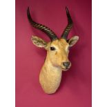 Taxidermy: A mounted Uganda kob head with Gerrard label, 77cm. Provenance: The Cobb Collection.