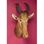 Taxidermy: A mounted Cape hartebeest head with Rowland Ward label, 82cm Rowland Ward (1848-1912) the